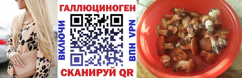 Псилоцибиновые грибы Cubensis что такое Алексин